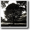Black and white photograph by Ivey Abitz