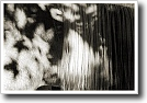 Black and white photograph by Ivey Abitz