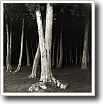 Black and white photograph by Ivey Abitz