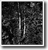 Black and white photograph by Ivey Abitz