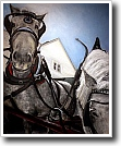 Island Horses 26 x 32 in. oil on canvas 2002 gallery piece, sold