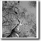 Tree and leaves, Joshua Ivey Abitz, 2003