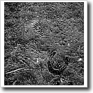 Horseshoe print, Joshua Ivey Abitz, 2004
