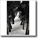 Shrub line, Cynthia Ivey Abitz, 2003