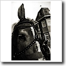 Island horses and the Ivey Abitz Gallery, Cynthia Ivey Abitz, 2002, 8 x 9 in. silver gelatin fiber based print