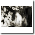 Horse and shadows, Cynthia Ivey Abitz, 2002, 11 x 14 in. silver gelatin fiber based print