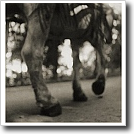 Henry walking Joshua Ivey Abitz, 2002 10 x 10 in. silver gelatin fiber based print