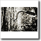 Bicycle and woods Cynthia Ivey Abitz, 2002 11 x 14 in. silver gelatin fiber based print