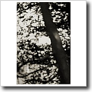 Above the northern shore, Joshua Ivey Abitz, 2002, 11 x 14 in. silver gelatin fiber based print