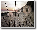 Oil painting by Cynthia Ivey Abitz