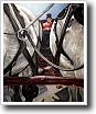 Oil painting by Cynthia Ivey Abitz